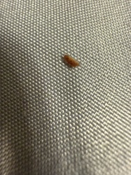 Carpet Beetle Larva