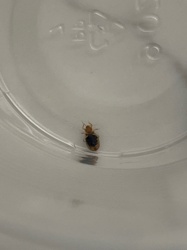 Carpet beetle (likely Varied Carpet Beetle)