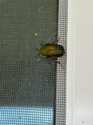 Green June Beetle