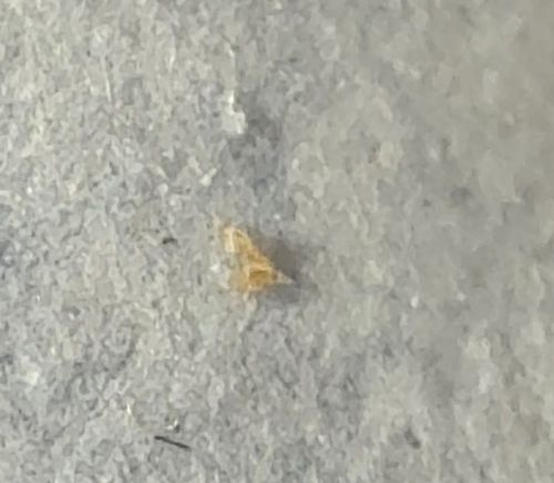 Lace Bug (specifically likely the Sycamore Lace Bug or a related species)