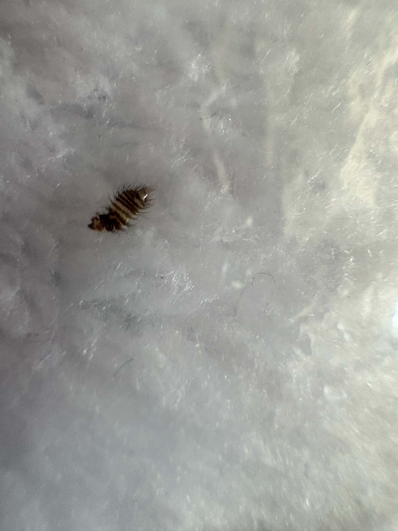 Carpet Beetle Larva
