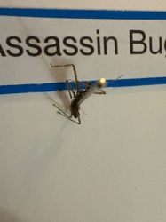 Assassin Bug