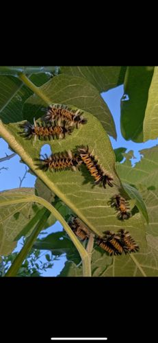 Tussock Moth Caterpillar (likely Orgyia series, possibly White-marked Tussock Moth or similar species)