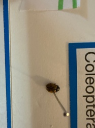 Ladybug (or Ladybird beetle)