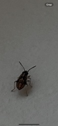 Dirt-colored seed bug (likely)
