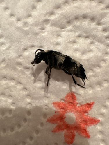 Carrion Beetle (likely American Carrion Beetle)