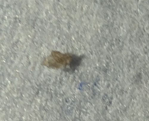Lace Bug
