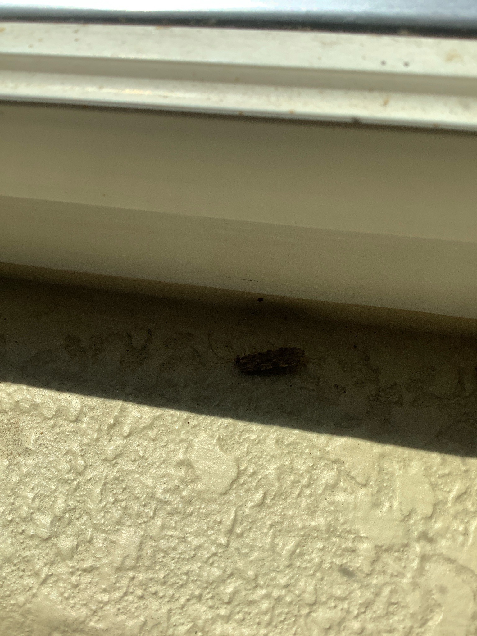 Indian meal moth