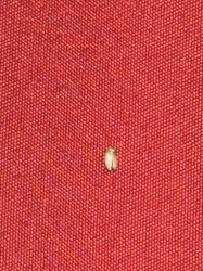 Carpet Beetle