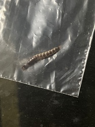 Mosquito larva (Wiggler)