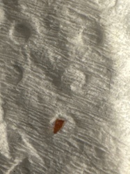 Unknown (cannot be identified from image)