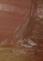 Itch mite