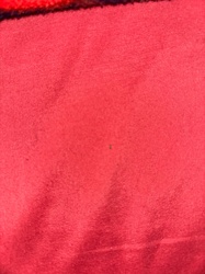 Unidentifiable speck/tiny insect/dust