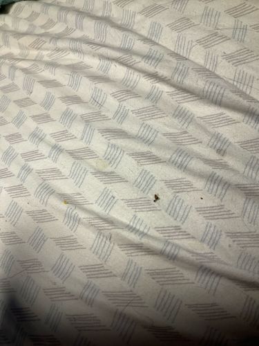 Bed Bug