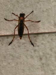 Robber Fly