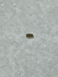 Case-bearing Clothes Moth (or sometimes Case-making Clothes Moth)