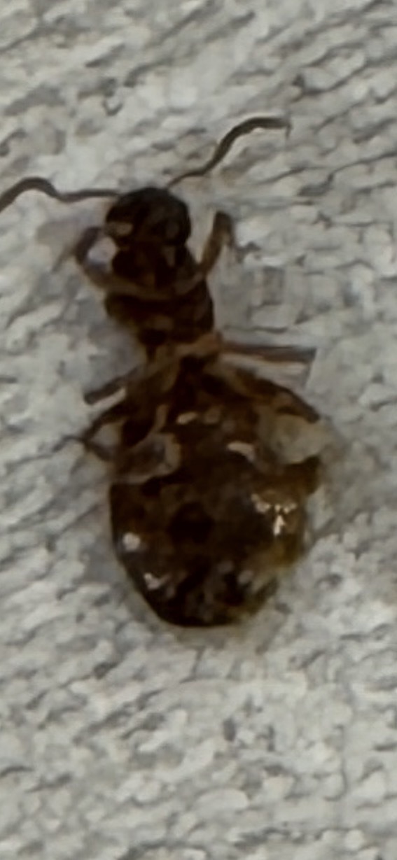 Eastern Subterranean Termite (Swarmer/Alate)