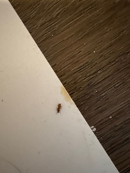 Red Flour Beetle