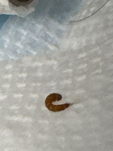 Carpet Beetle Larva