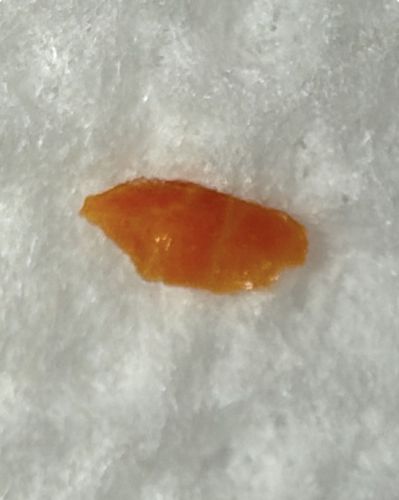 Unknown Egg Case (Likely Fly or Beetle)