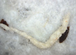 Carpet Beetle Larva (likely)