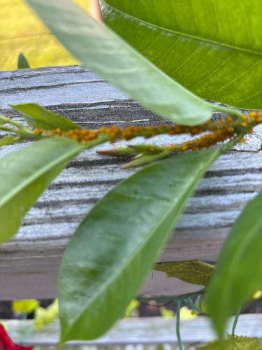 Aphids (likely a species of aphid, potentially Oleander Aphid based on color and host)