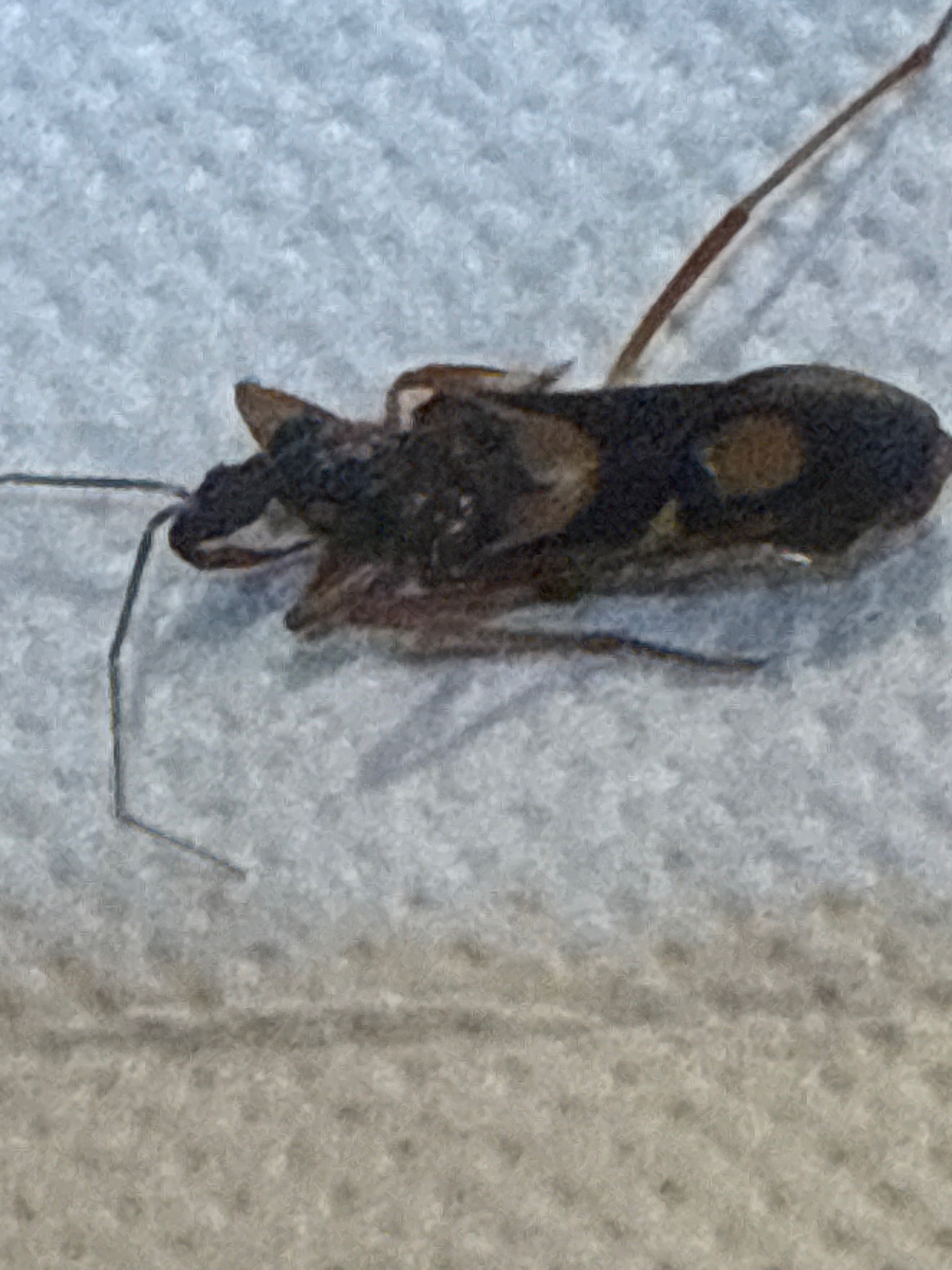 Dirt-colored Seed Bug