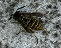 Yellowjacket