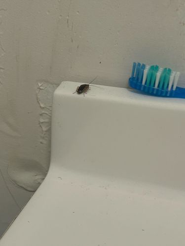 Cockroach (likely German Cockroach nymph)