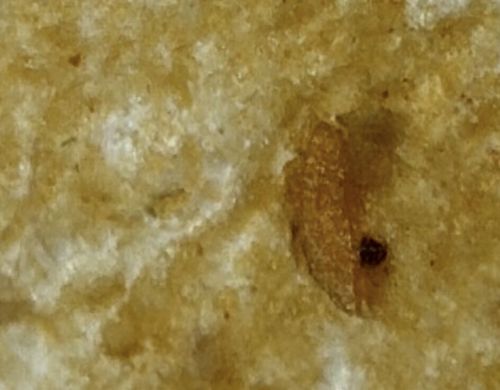 Booklouse (or Psocid)