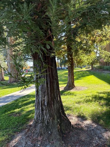 No insect or bug visible