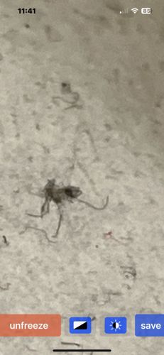 Drain Fly, Moth Fly, Filter Fly, Sewer Fly