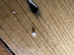 Too small/unclear to identify