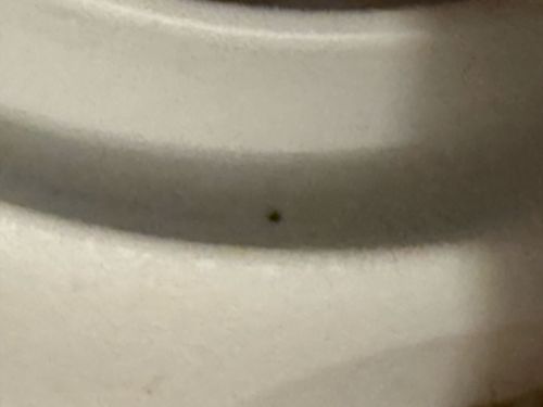 Unidentifiable insect/debris