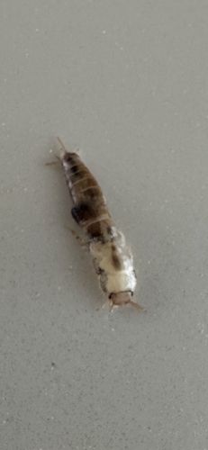 Silverfish (molting)