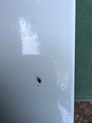Weevil