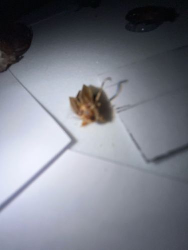 Cockroach (likely American or Oriental Cockroach)