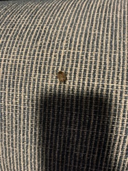 Brown Marmorated Stink Bug