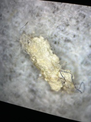 Case-bearing Clothes Moth (larva)