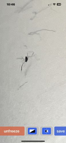 Cave Cricket / Camel Cricket / Spider Cricket