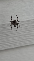 Orb Weaver Spider (likely Araneus diadematus or a similar species due to markings)