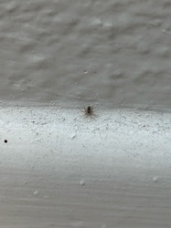 Common House Spider
