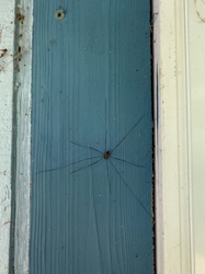 Daddy Longlegs / Harvestman