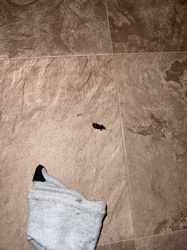 Cockroach (likely German or Oriental)