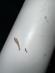 Case-bearing Clothes Moth Larva