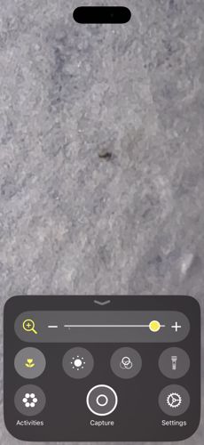 Springtail