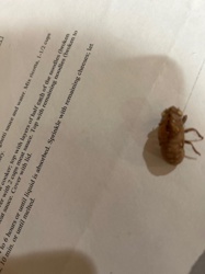 Cicada Exoskeleton (Nymphal Exuviae)