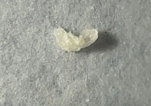Bagworm (Larva)