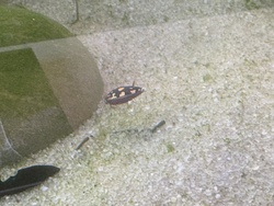 Backswimmer