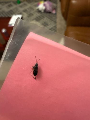 Ant mimic ground beetle